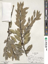 Ilex integra image