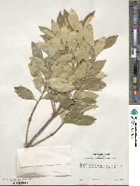 Ilex integra image