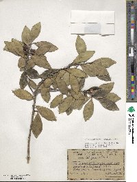 Ilex integra image