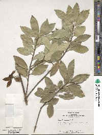 Ilex integra image