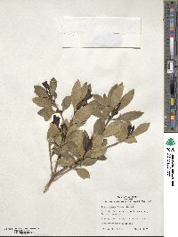 Ilex integra image