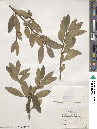 Ilex integra image