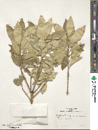 Ilex integra image