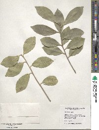 Ilex integra image