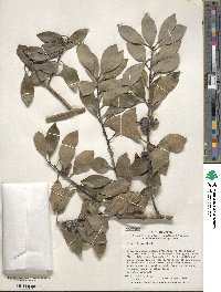 Ilex integra image