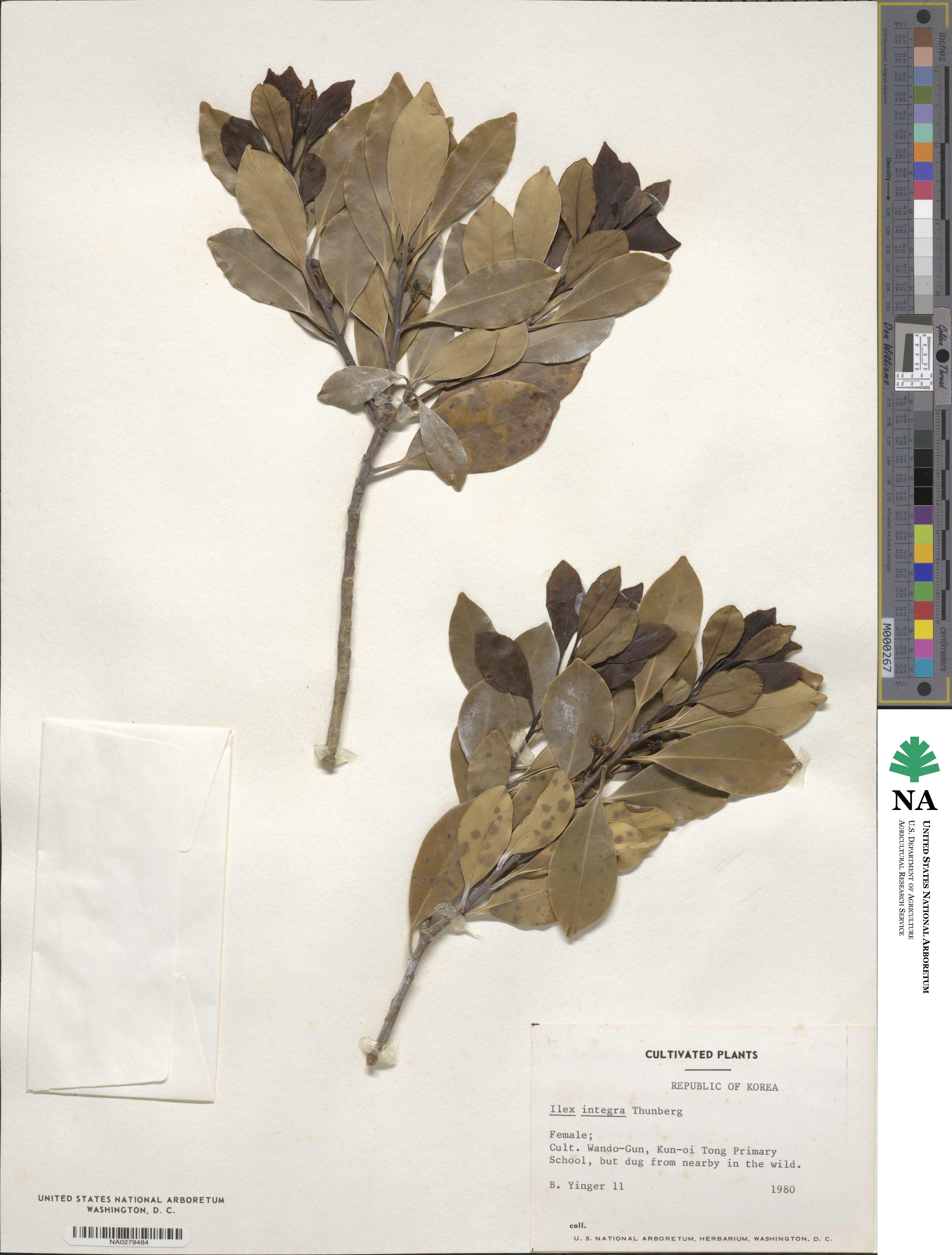 Ilex integra image