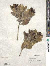 Ilex integra image