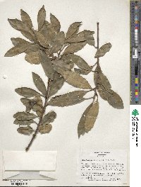 Ilex integra image