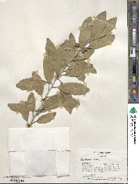 Ilex integra image