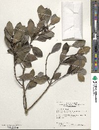 Ilex integra image