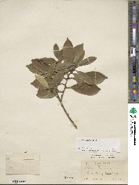 Ilex integra image