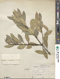 Ilex integra image