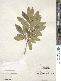 Ilex integra image