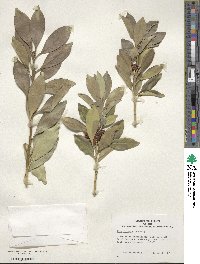 Ilex integra image