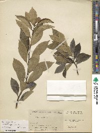 Ilex integra image