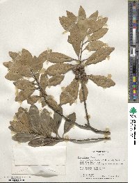 Ilex integra image