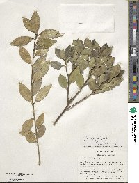 Ilex integra image