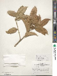 Ilex insignis image