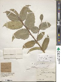 Ilex insignis image