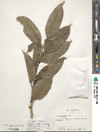 Ilex insignis image