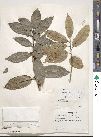 Ilex insignis image