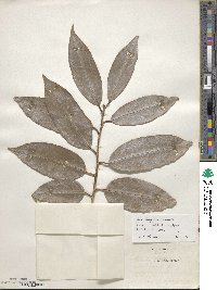 Ilex insignis image