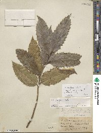 Ilex insignis image