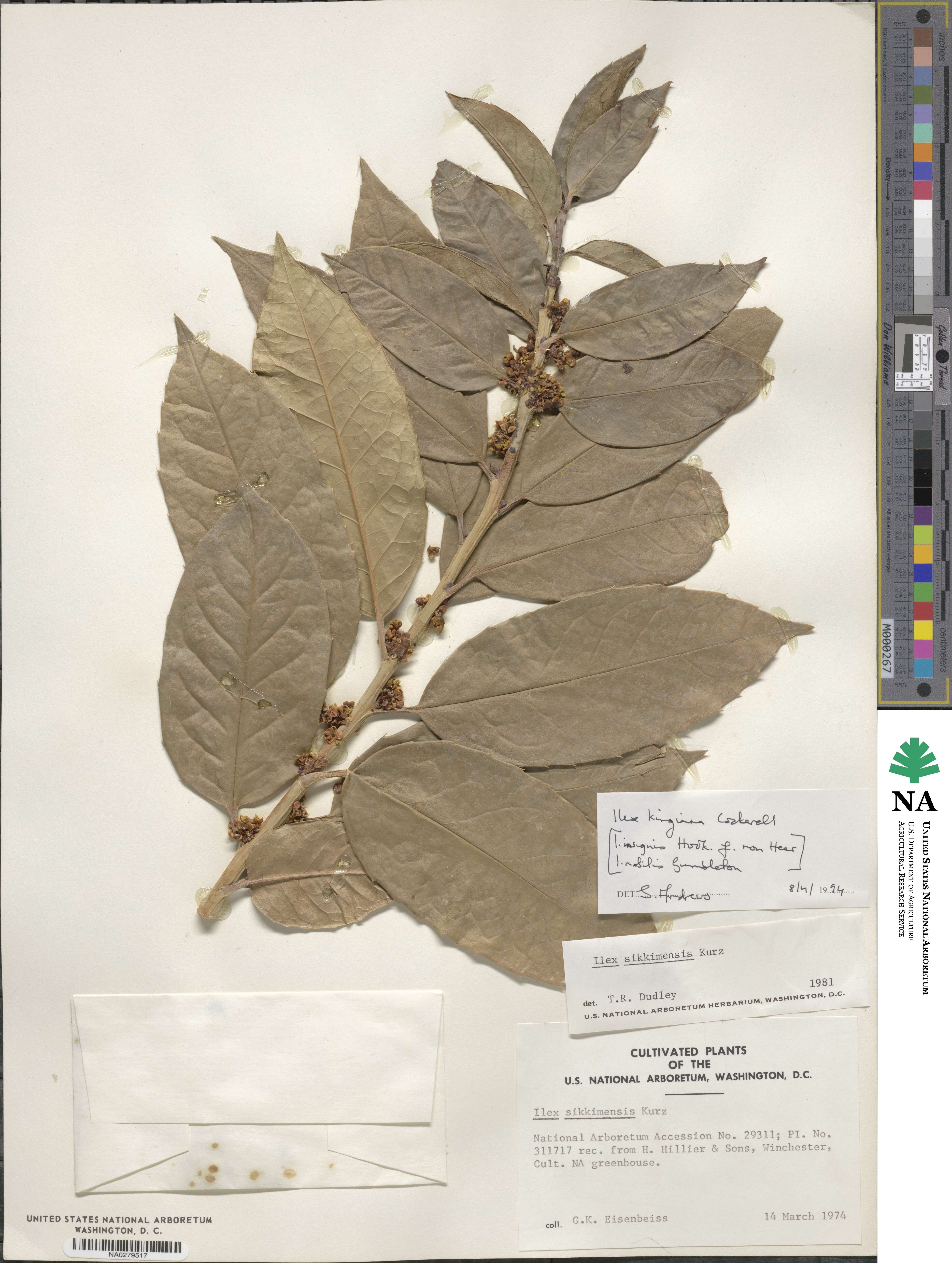 Ilex insignis image