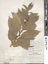 Ilex insignis image