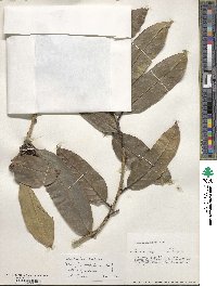 Ilex insignis image