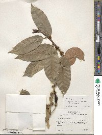 Ilex insignis image