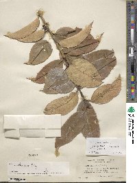 Ilex insignis image