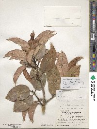 Ilex insignis image