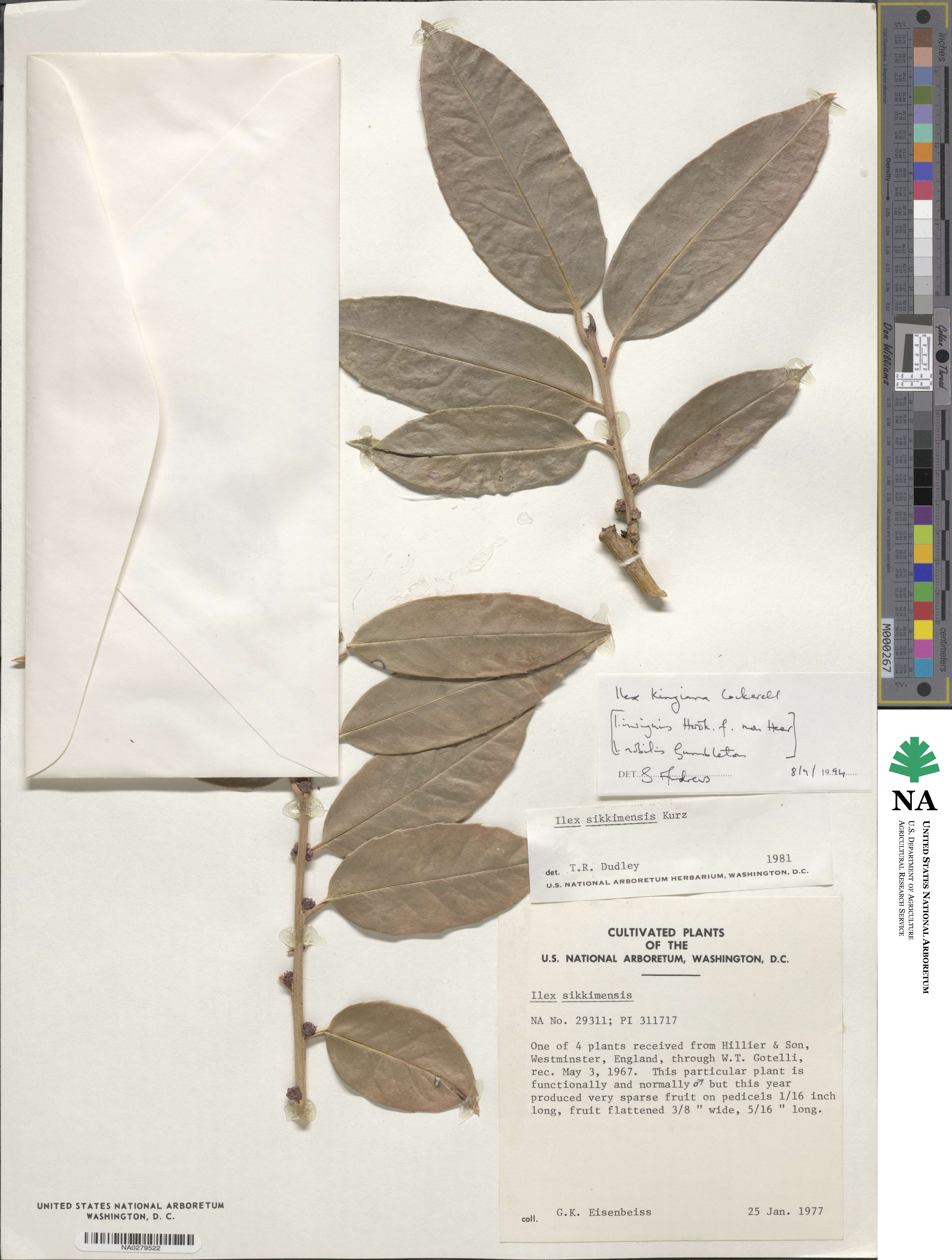 Ilex insignis image