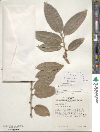 Ilex insignis image