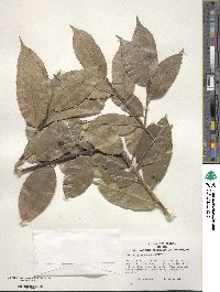 Ilex insignis image