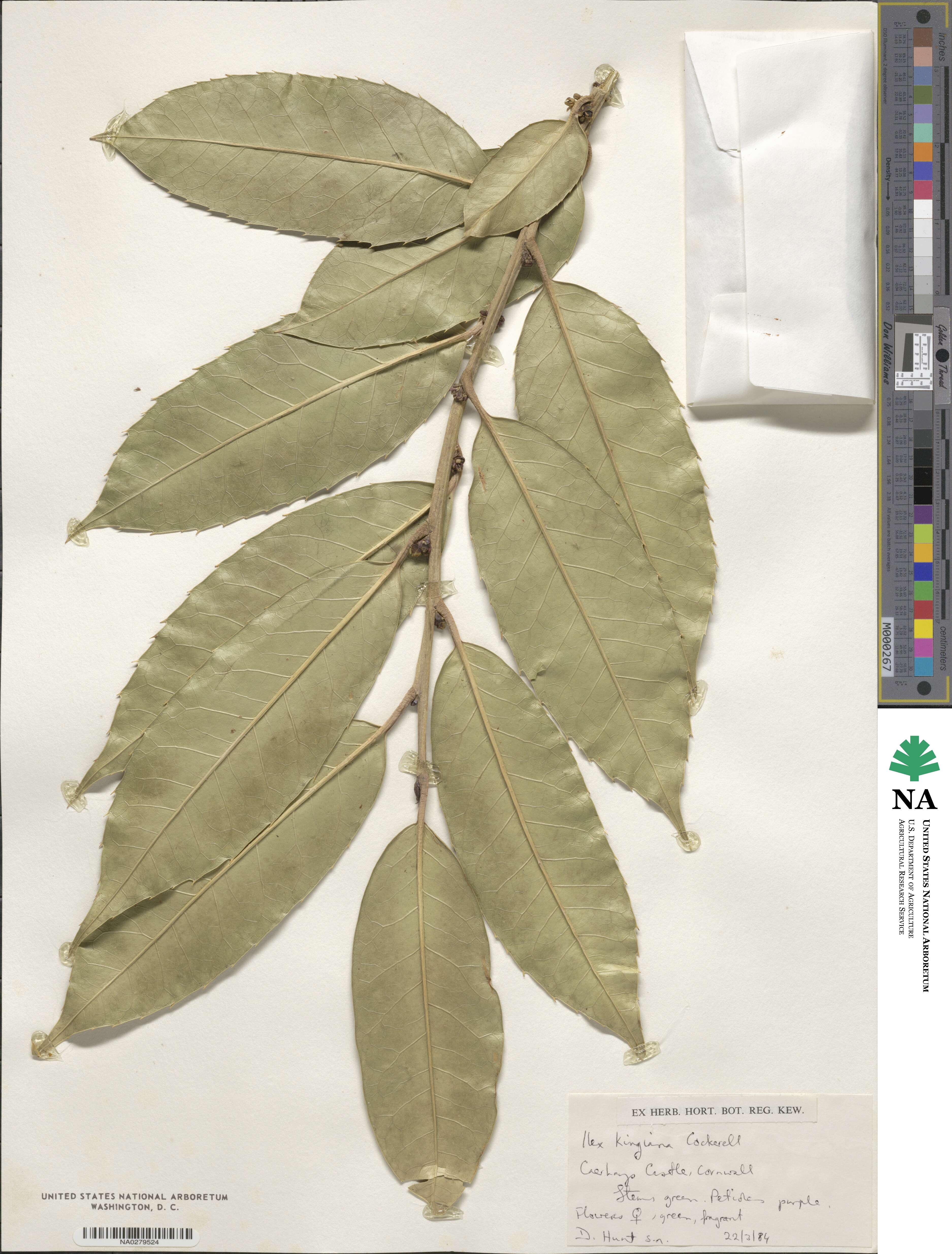 Ilex insignis image