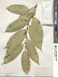 Ilex insignis image