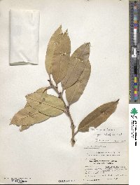 Ilex insignis image