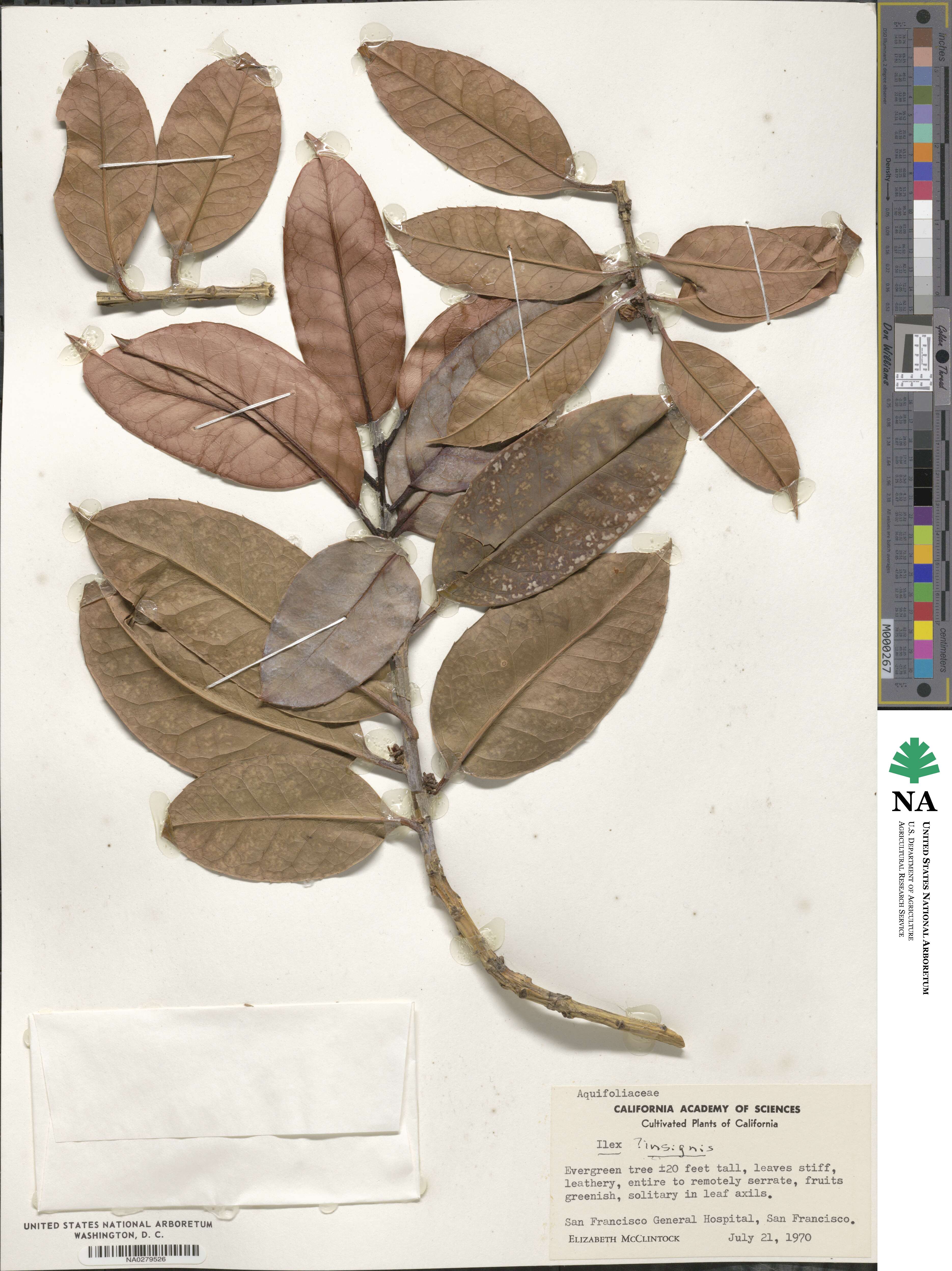 Ilex insignis image