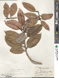 Ilex insignis image