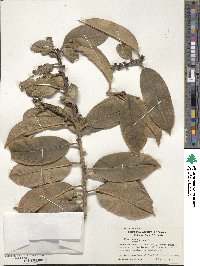 Ilex insignis image