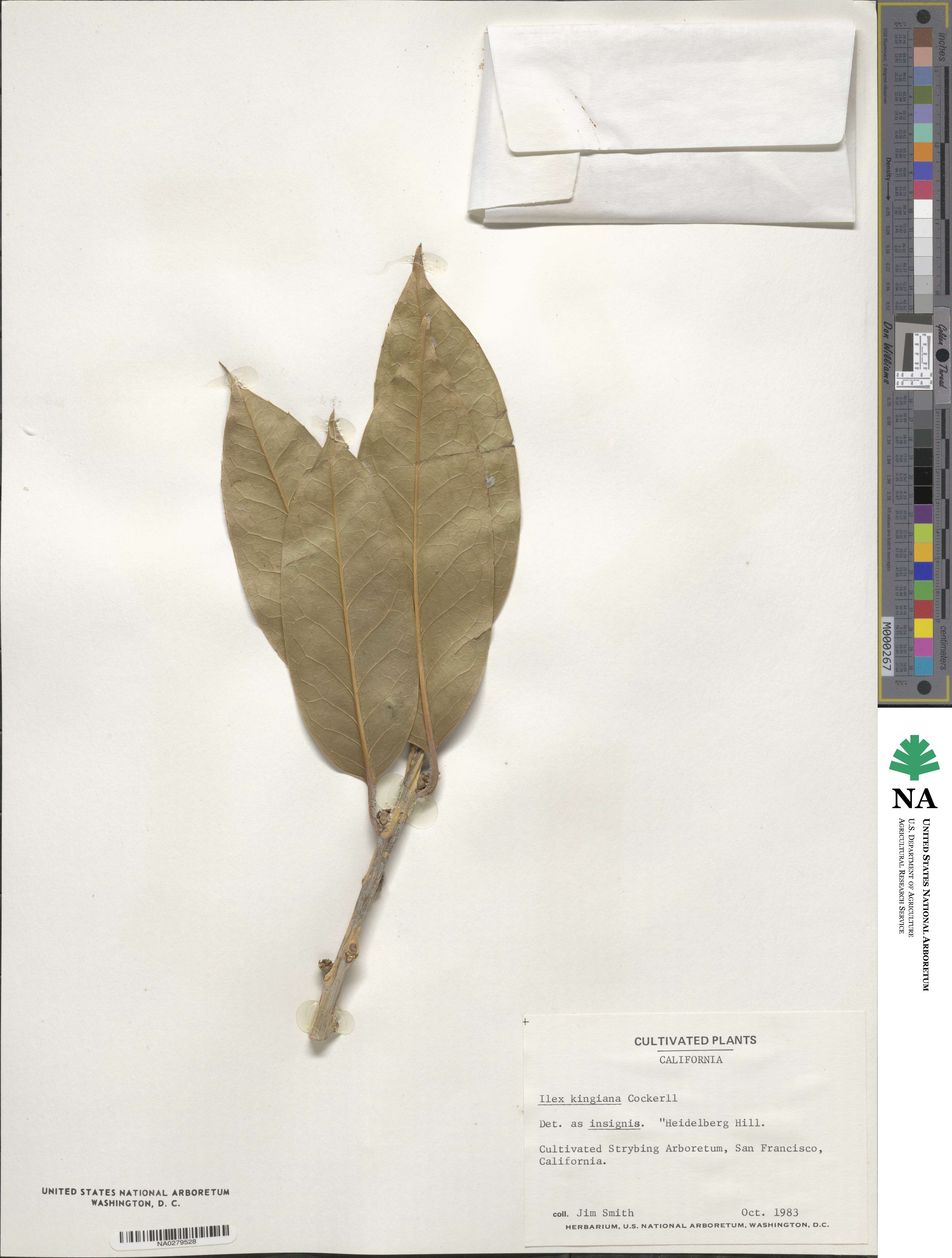 Ilex insignis image