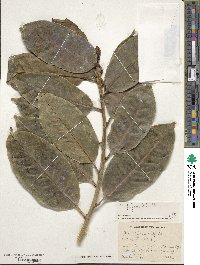 Ilex insignis image