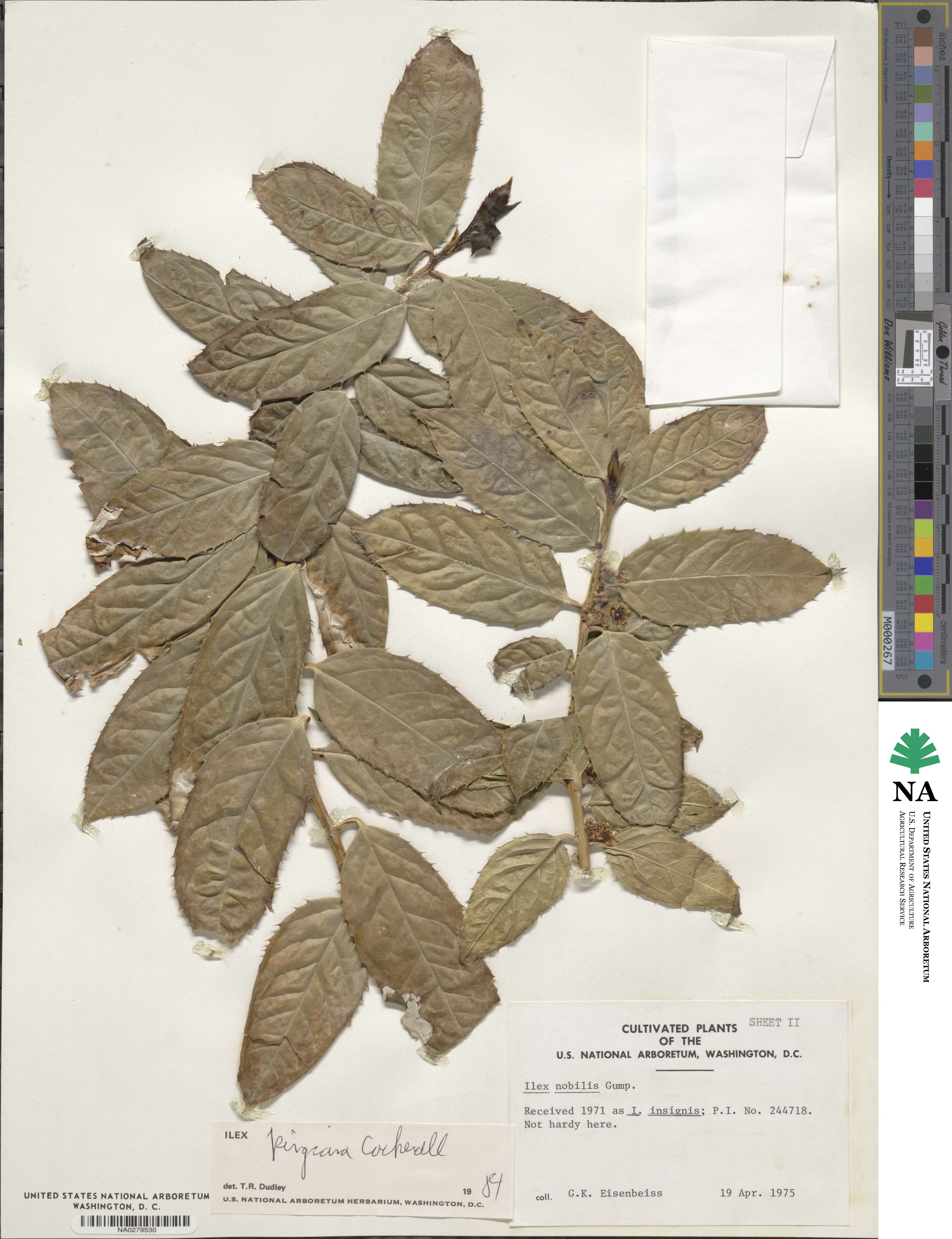 Ilex insignis image