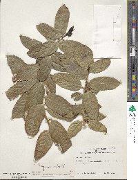 Ilex insignis image