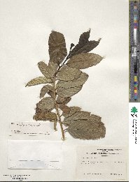 Ilex insignis image