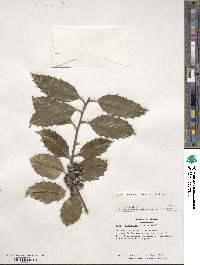 Image Associated With the Occurence