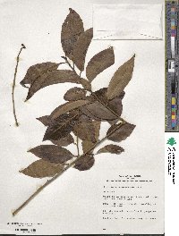 Ilex kwangtungensis image