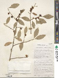 Ilex laevigata image